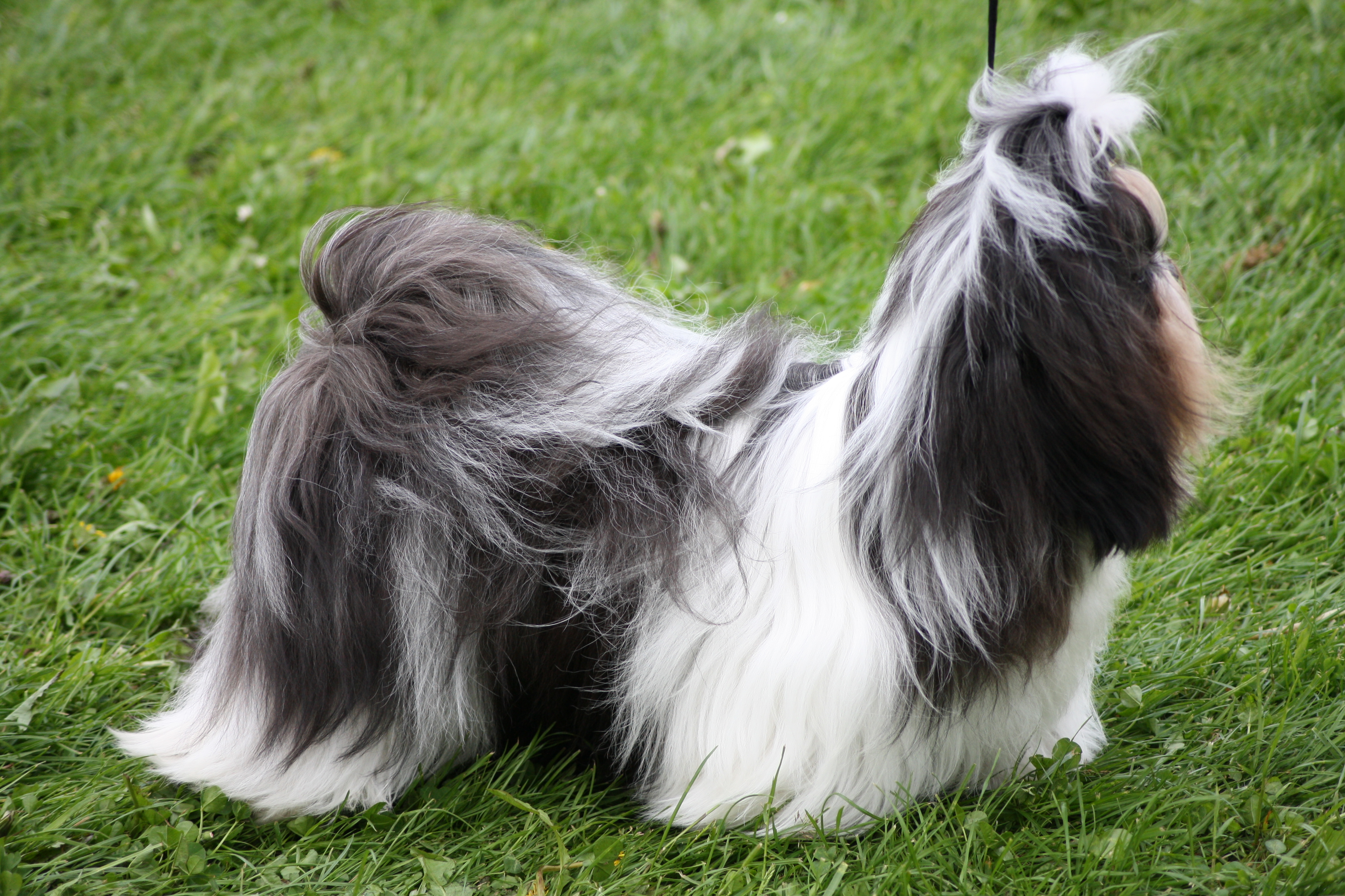 Shih Tzu Danmark